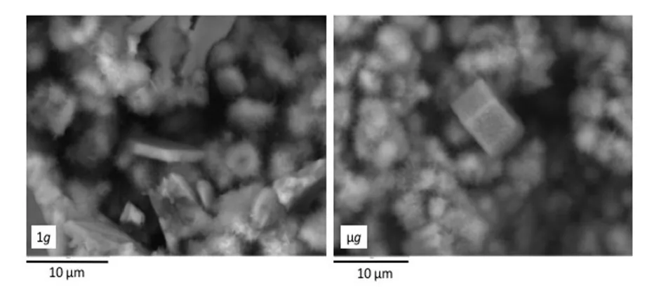The image shows two black-and-white microscopic views of a material's surface, with each view spanning 10 micrometers. The left image, labeled "1g" and the right image, labeled "µg," depicts the material in microgravity, showing a more structured formation.