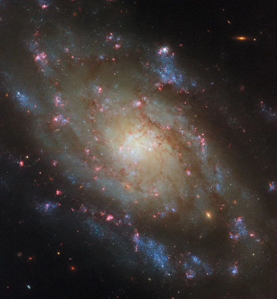 A spiral galaxy. It’s noticeably bright around the central region of its disk, then dims somewhat toward the edge where there are fewer stars. Two spiral arms circle through the disk and emerge beyond its edge, around the galaxy’s sides. Many pink spots of new star formation, as well as dark reddish strands of dust, cover the galaxy. The arms contain some speckled, blue patches containing hot stars.