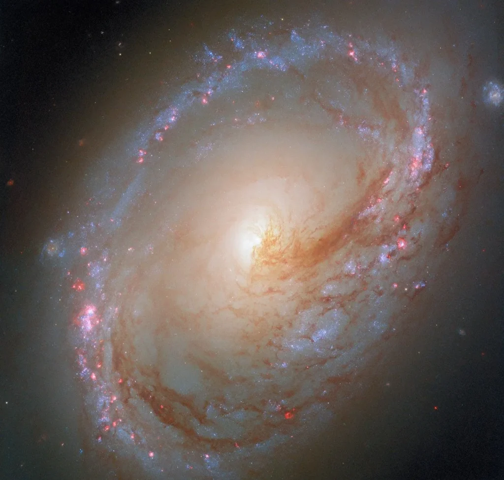 A spiral galaxy, tilted nearly face-on to us, with a slightly unusual shape. Its spiral arms form an oval-shaped ring around the galaxy’s disk, filled with blue light from stars, as well as pink glowing gas bubbles where new stars are forming. Threads of dark red dust swirl around the brightly glowing core, blocking some of its light. The dust lanes extend into and follow the spiral arms.