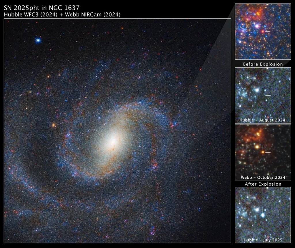 An image labeled “SN 2025 p h t in NGC 1637, Hubble W F C 3 2024 + Webb NIRCam 2024.” Most of the image shows a face-on spiral galaxy speckled with myriad blue and red stars. The yellowish core of the galaxy forms a fuzzy oval tilted to the upper right. About halfway from the core to the edge of the image at about 4 o’clock, a small region in one of the galaxy’s spiral arms is outlined with a white box. A shaded, nearly transparent white triangle extends to a pullout at upper right labeled “before explosion,” which shows a magnified image of the area within the box. Short lines form a crosshair that points to a red star at the center. Below this are three more square images, all with crosshairs at the same location. 1) Hubble August 2024, with nothing visible in the crosshairs, 2) Webb October 2024, with a red star in the crosshairs, 3) Hubble July 2025, with a blue supernova in the crosshairs.