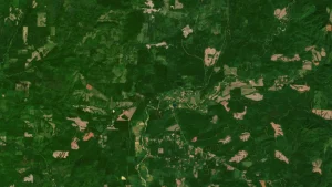 Three Ways that a New Land Monitoring System is Transforming How We Manage Forests
