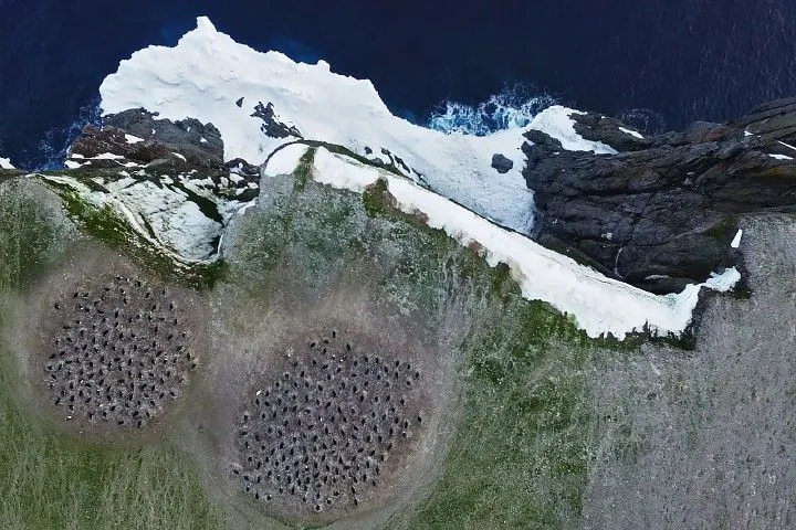 Two dark, circular clusters of penguins gather on a rocky shoreline, with a strip of white sea ice fringing the coast.
