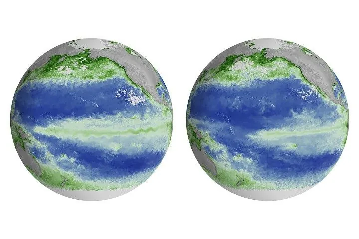 A global map centered on the Pacific Ocean shows a narrow band of green in the eastern equatorial region, indicating the presence of chlorophyll in surface waters. The central equatorial Pacific appears blue, meaning chlorophyll concentrations are low.