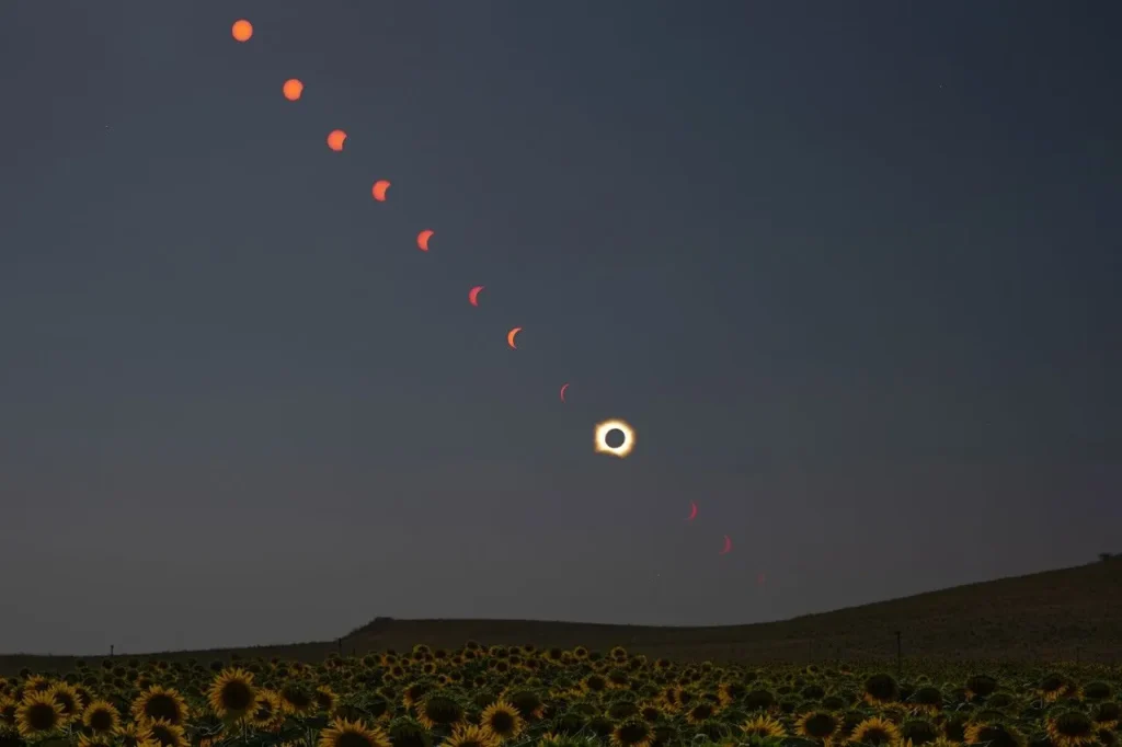 A composite photo shows the Sun at several times and locations during the progression of a total solar eclipse. The Sun’s path descends diagonally from the top left across a dimmed sky, with a field of sunflowers in the foreground.