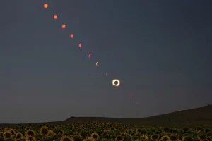 A Sunflower’s View of Totality