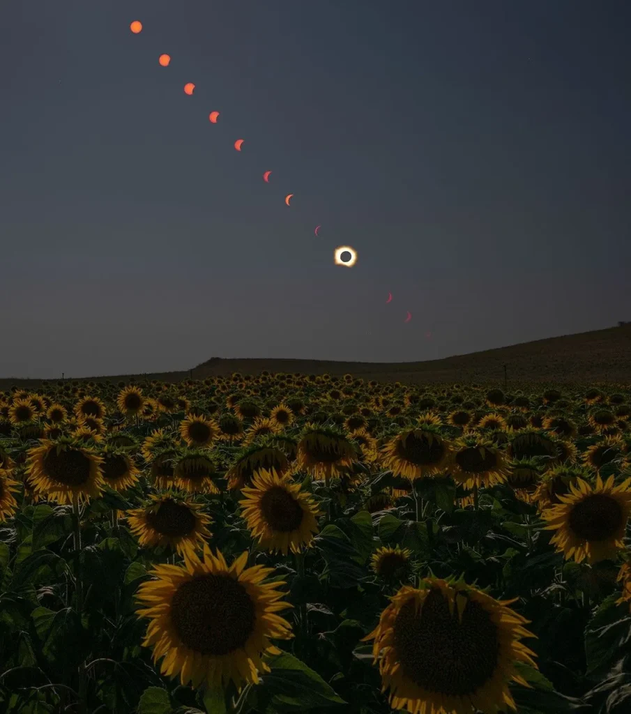A composite photo shows the Sun at several times and locations during the progression of a total solar eclipse. The Sun’s path descends diagonally from the top left across a dimmed sky, with a field of sunflowers in the foreground.